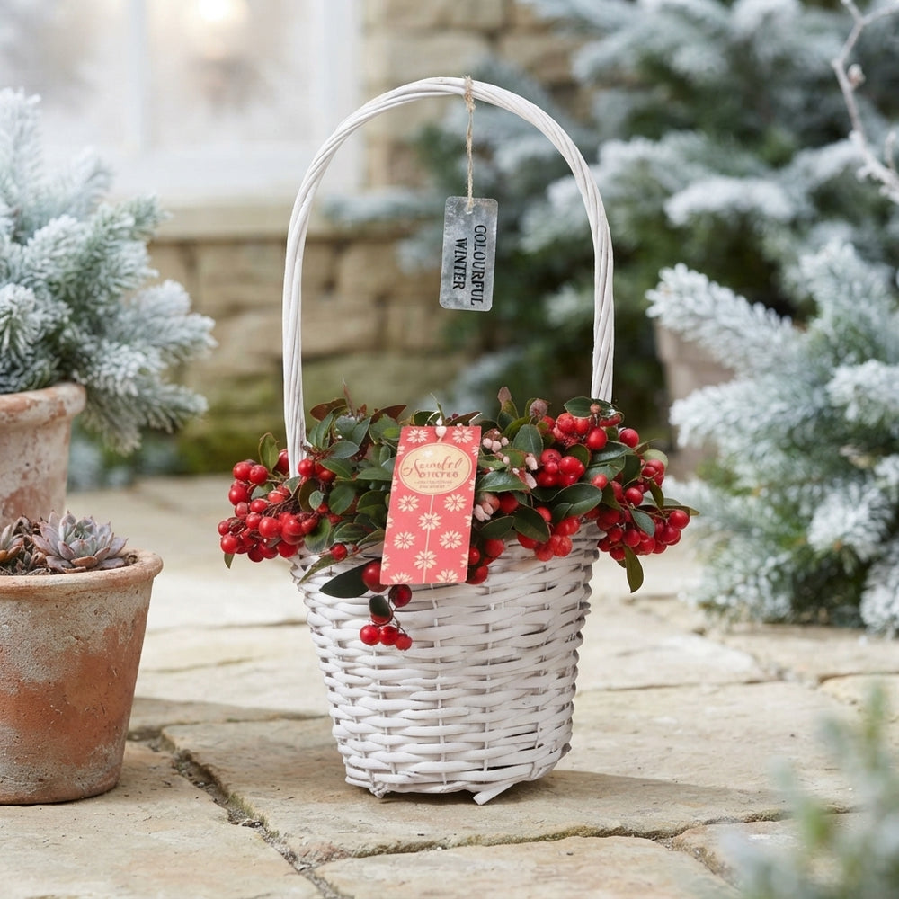 White Gaultheria Big Berry Hanging Basket – 17cm Pot