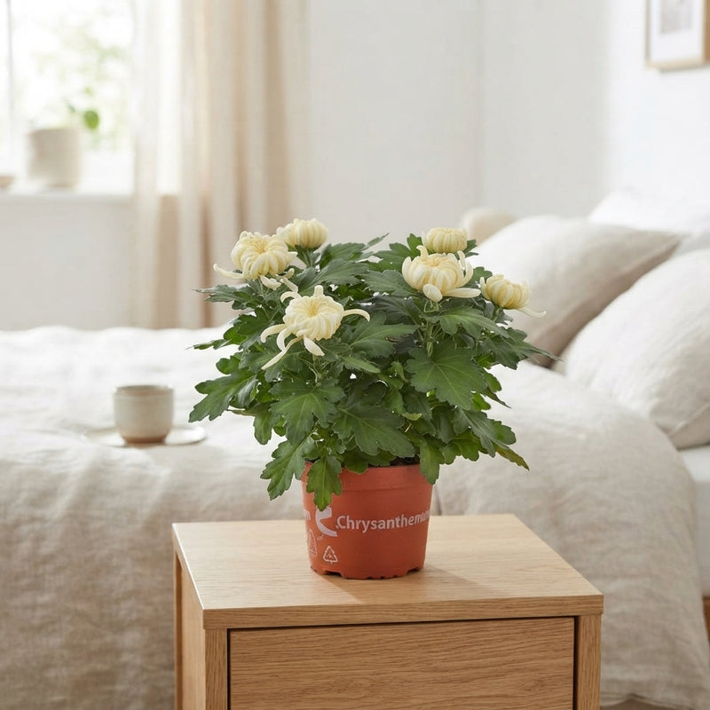 White Chrysanthemum Plant – 15cm Pot