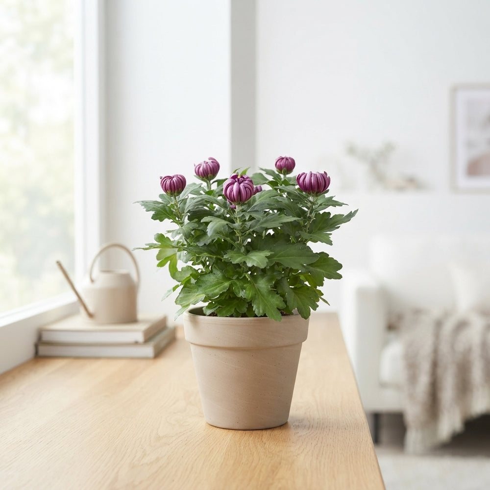 Purple Chrysanthemum (Chrysanthemum indicum) – 15cm Pot