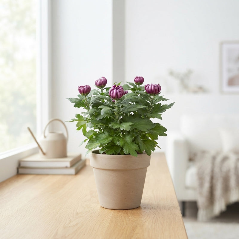 Purple Chrysanthemum (Chrysanthemum indicum) – 15cm Pot