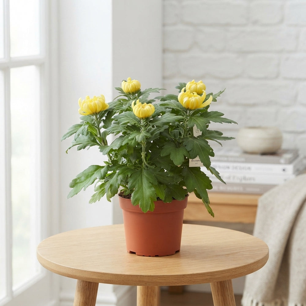 Mixed Chrysanthemum Houseplant – 15cm Pot