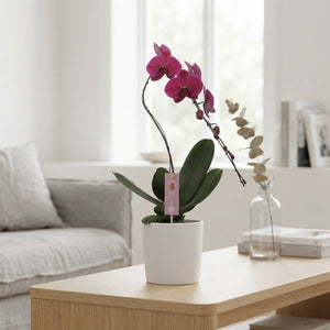 Mixed Phalaenopsis Orchid – 1 Stem, 12cm Ceramic Pot