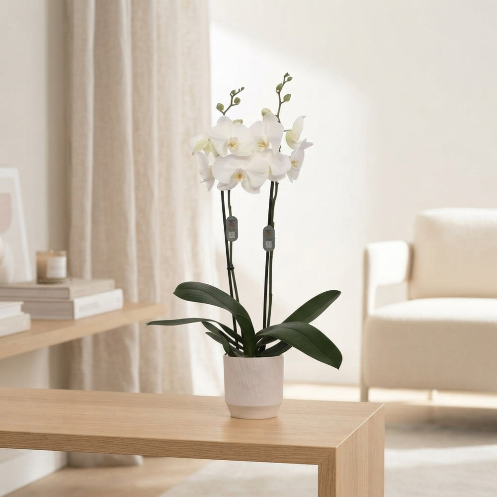 White Phalaenopsis Orchid (3 Stem) – 12cm Pot