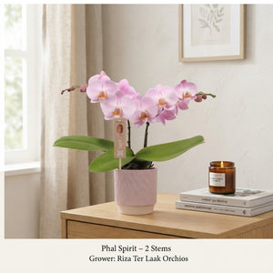 Mixed Phalaenopsis Orchid – 2 Stem, 12cm Ceramic Luna Pot