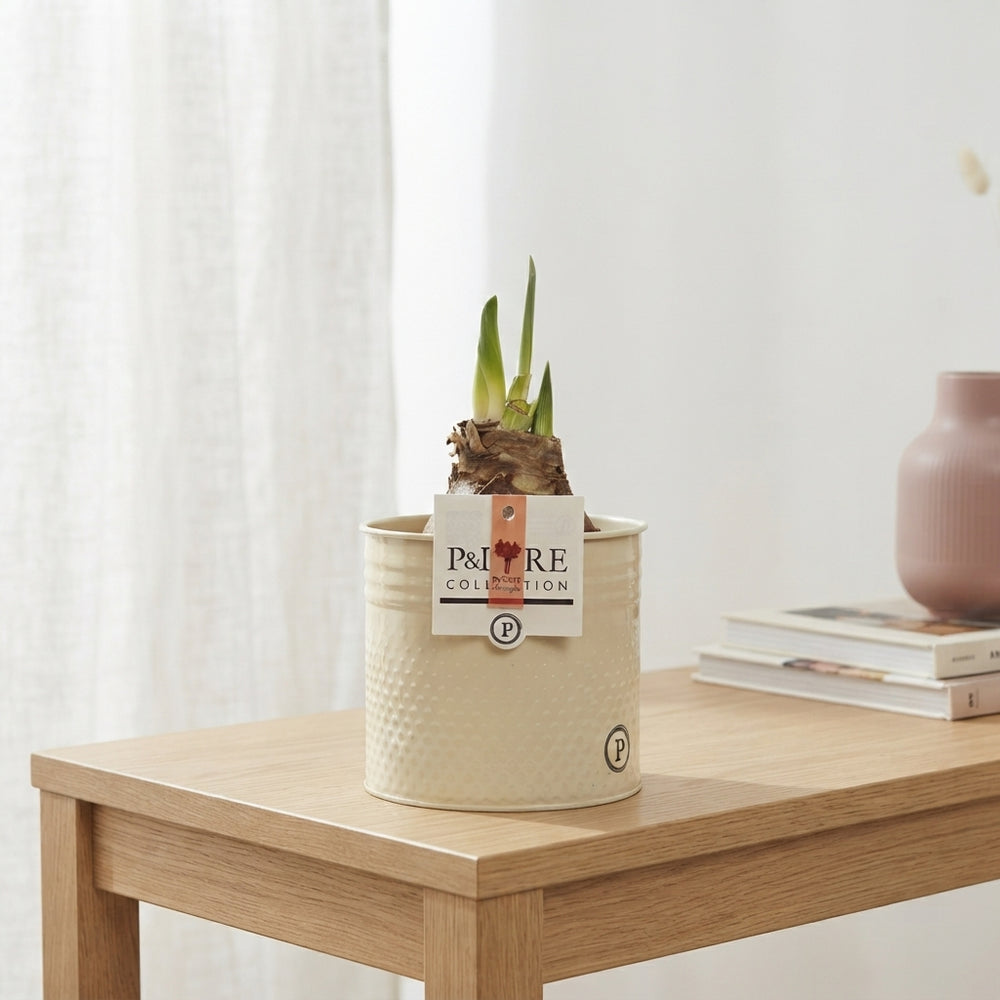 Mixed Hippeastrum ‘Louise’ in Zinc Pot – 12cm