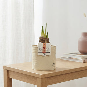 Mixed Hippeastrum ‘Louise’ in Zinc Pot – 12cm