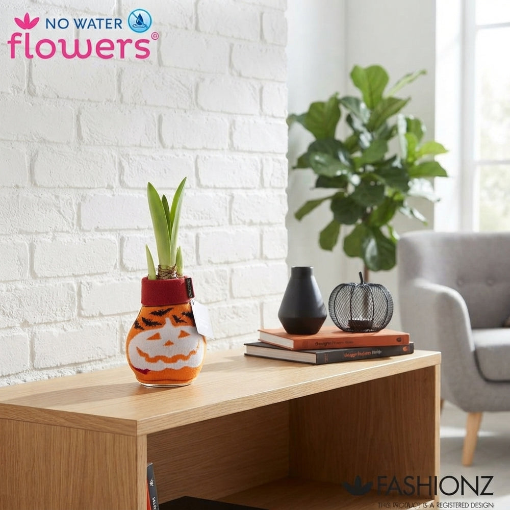 Halloween Waxed Amaryllis (Hippeastrum) – 2 Stems