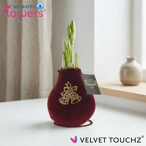 Velvet Touchz® Royal Gold Waxed Amaryllis