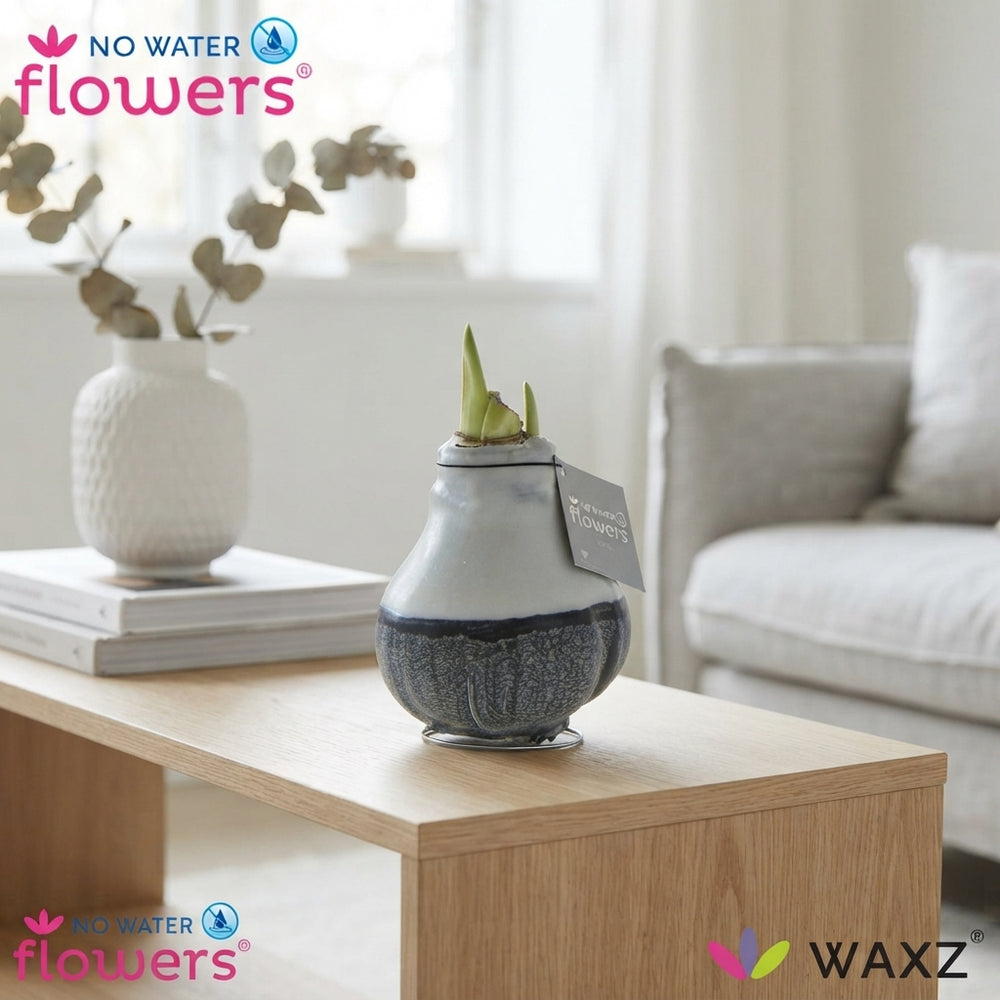 Waxed Hippeastrum Amaryllis Bulb – 2 Stems