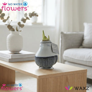 Waxed Hippeastrum Amaryllis Bulb – 2 Stems