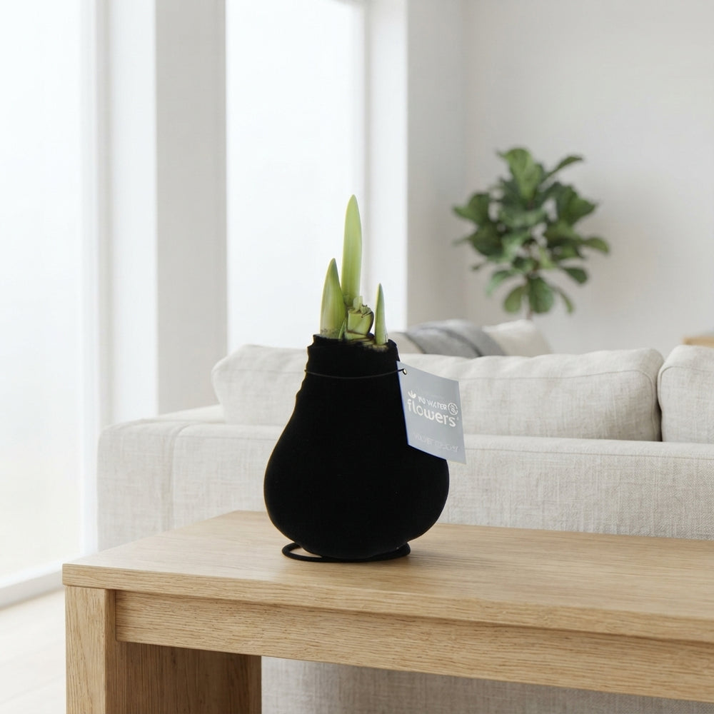 Black Waxed Hippeastrum ‘Velvet Touchz’