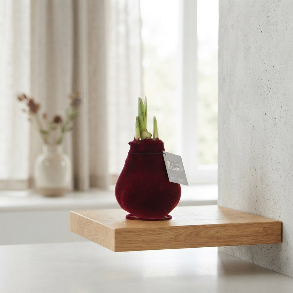 Mixed Waxed Amaryllis Bulb (Hippeastrum) – 2 Stems