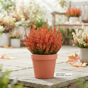 Red Dyed Heather (Calluna vulgaris) – 9.5cm Pot