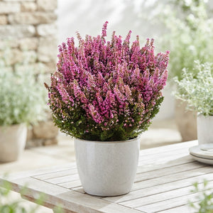Erica gracilis ‘Beauty Queen’ – 7cm Pot