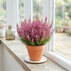 Mixed Erica gracilis ‘Beauty Queens’ – 17cm Pot