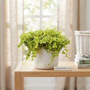 Creeping Jenny (Lysimachia nummularia) – 12cm Pot