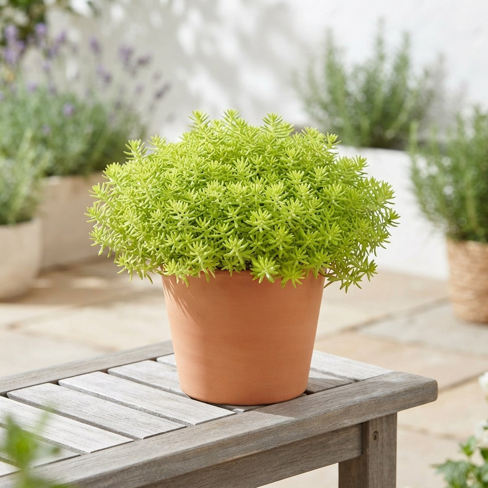 Sedum Hybridum Stonecrop – 13cm Pot