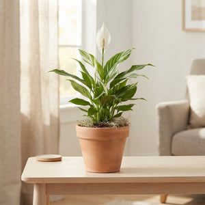 Mixed Colour Oval Wooden Plant Arrangement
