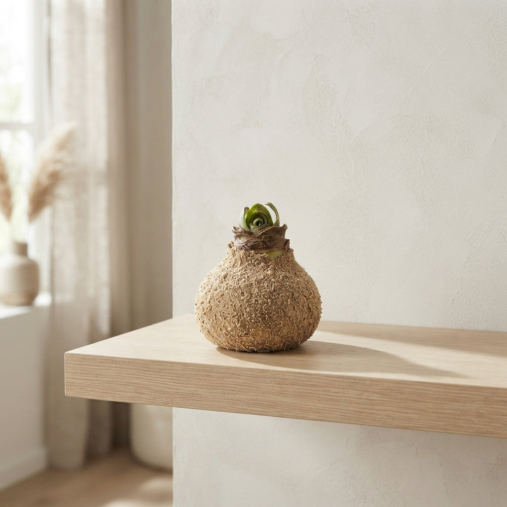 Natural Sand Waxed Hyacinth Decoration – 20cm