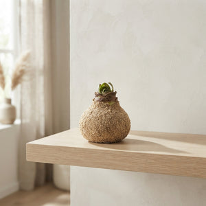 Natural Sand Waxed Hyacinth Decoration – 20cm