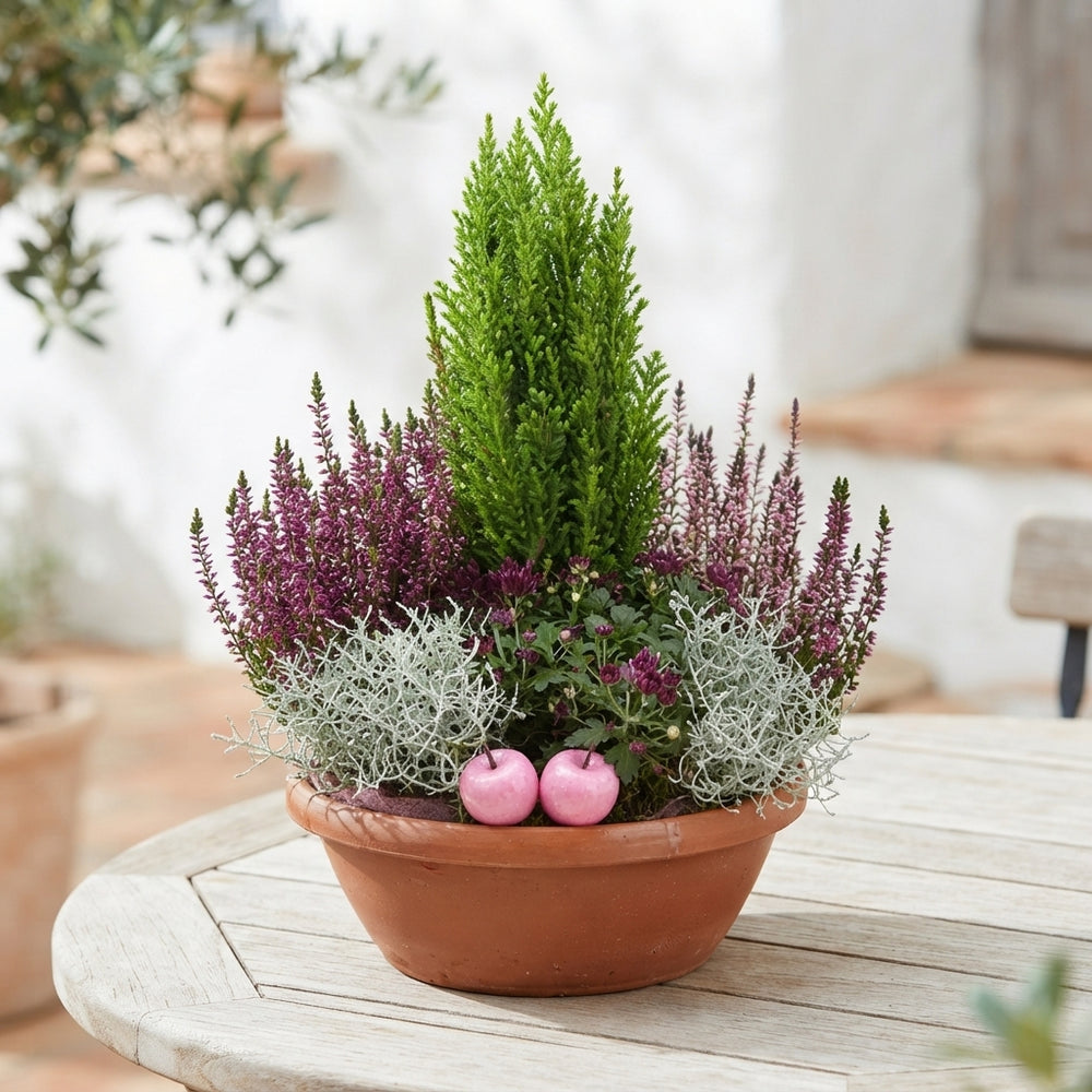 Mixed Colour Indoor Plant Arrangement