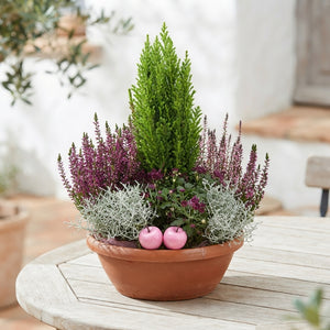 Mixed Colour Indoor Plant Arrangement