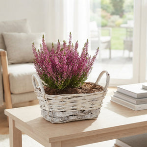 Mixed Colour Floral Arrangement – 4-Stem Display