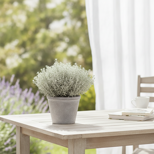 Cushion Bush (Leucophyta brownii) – 12cm Pot