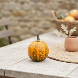 Mixed Ornamental Gourds (Cucurbita pepo)