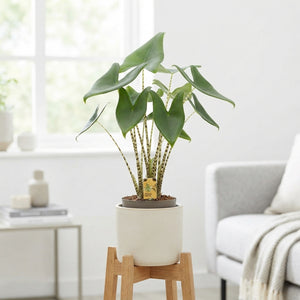 Zebra Plant (Alocasia zebrina) – 17cm Pot