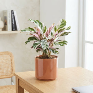 Calathea Fusion White – 14cm Pot, 50cm High