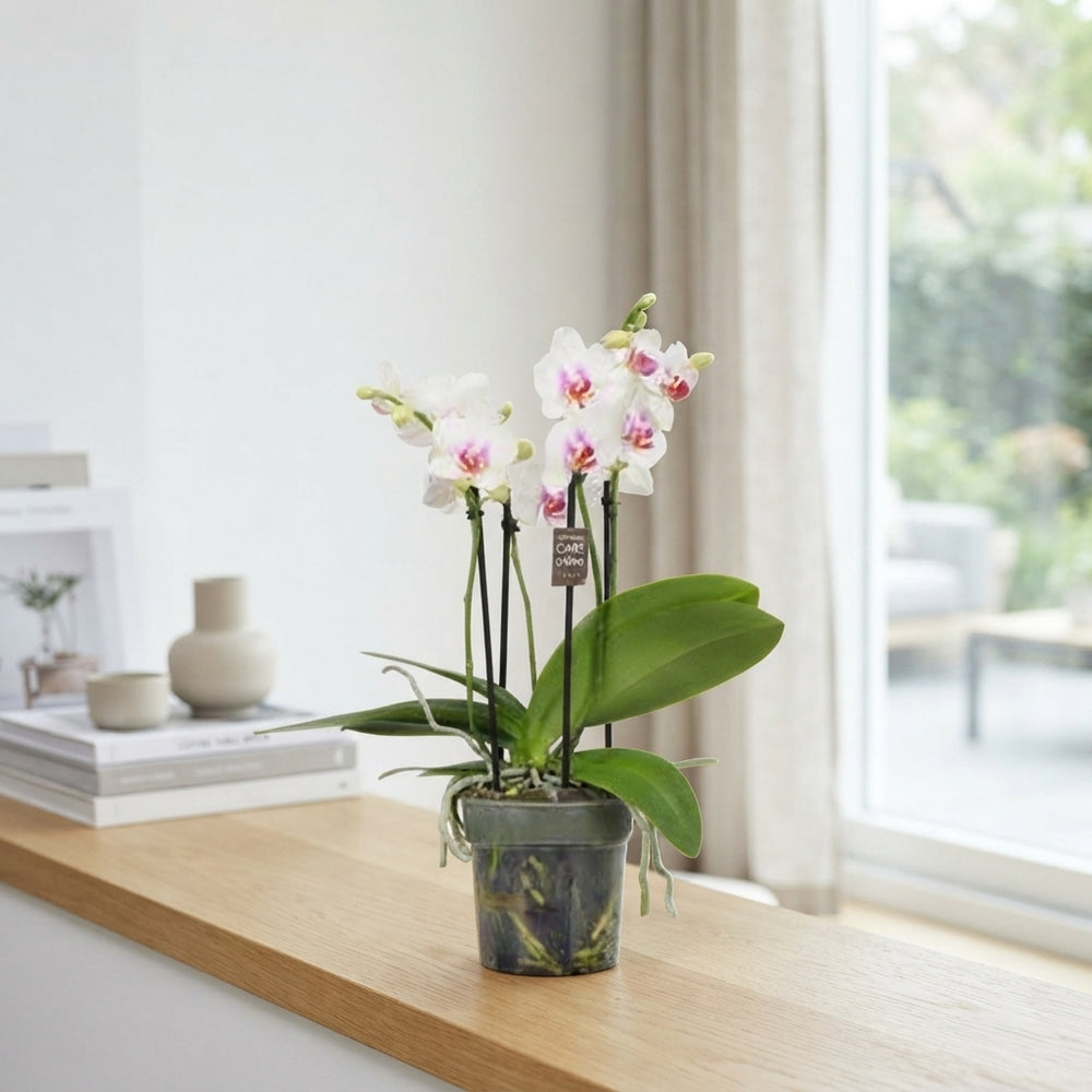 White Phalaenopsis Orchid – 12cm Pot, 40cm High