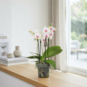 White Phalaenopsis Orchid – 12cm Pot, 40cm High
