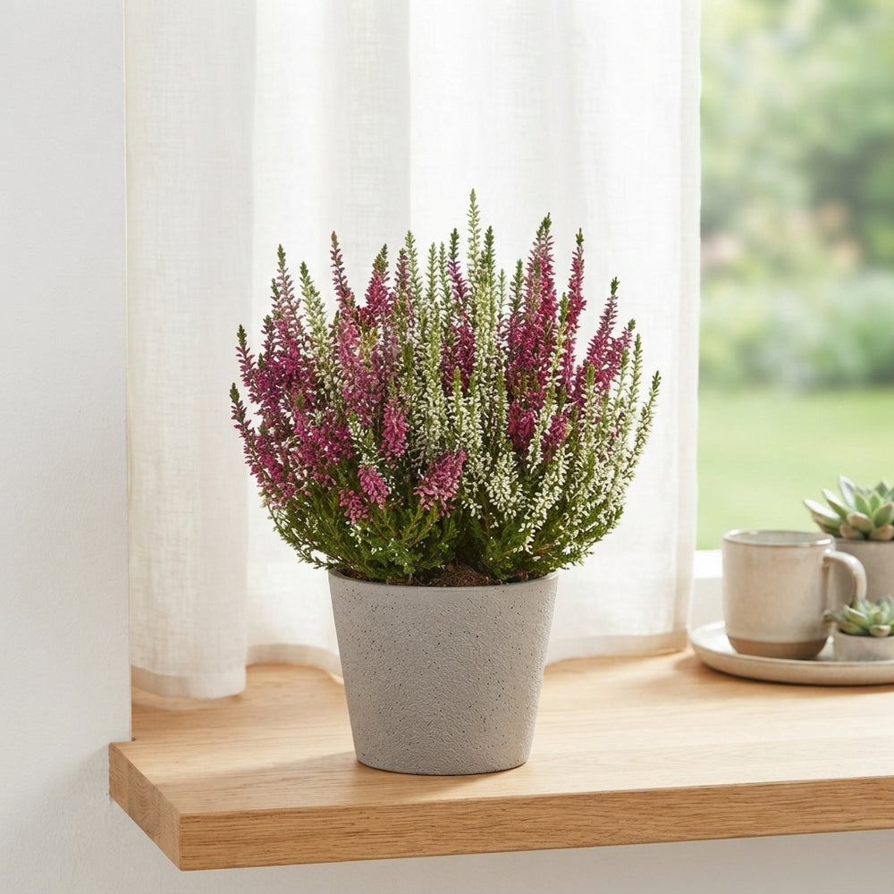 Calluna Beauty Ladies Twin Red-Yellow Heather – 9.5cm Pot