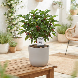 Morus Mojo Berry Fruit Plant – 21cm Pot