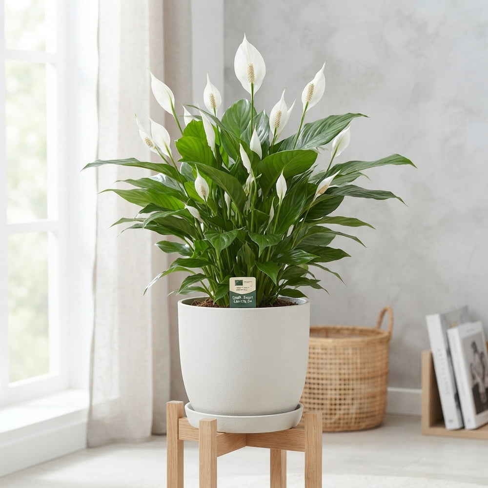 White Peace Lily ‘Sweet Lauretta’ – 24cm Pot