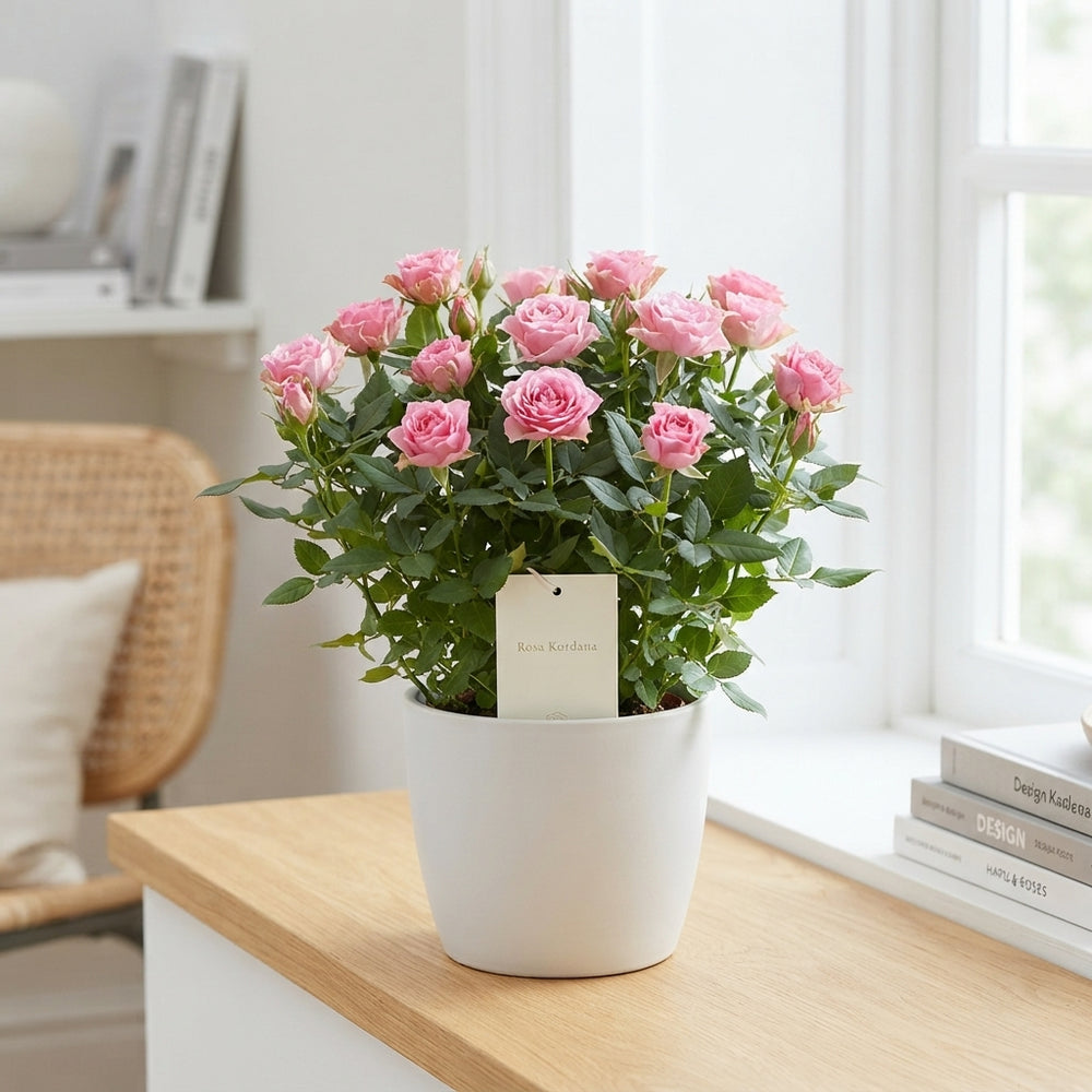 Kordana Rose (Rosa) – 10.5cm Pot