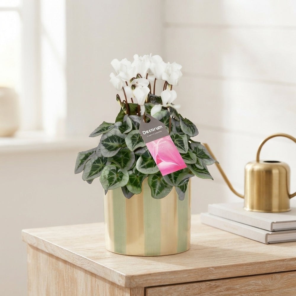 White Cyclamen persicum – 14cm Ceramic Pot