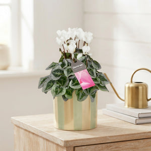White Cyclamen persicum – 14cm Ceramic Pot