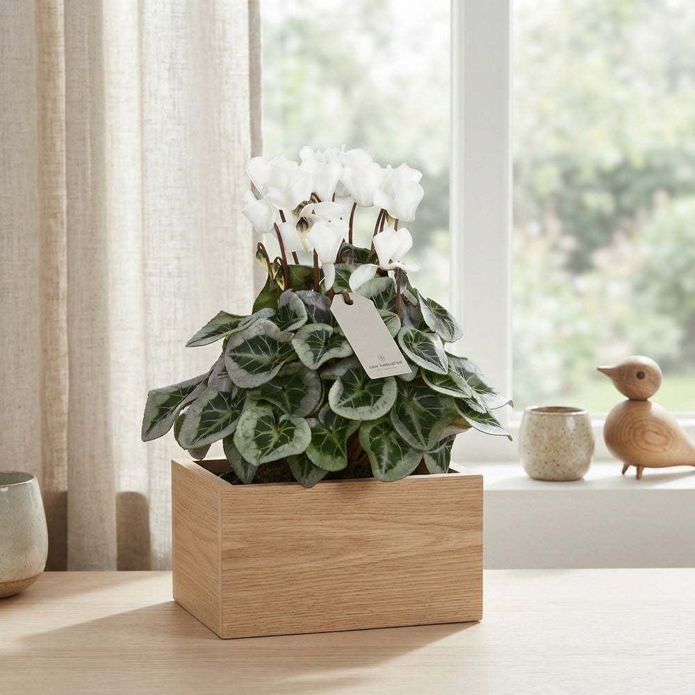 White Cyclamen persicum – 10.5cm Pot