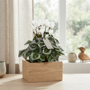 White Cyclamen persicum – 10.5cm Pot