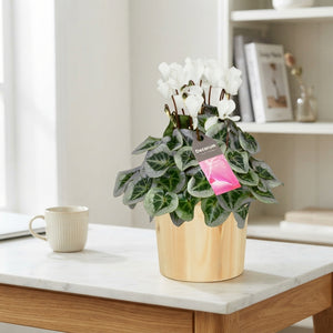 White Small-Flowered Cyclamen (Cyclamen persicum) – 14cm Pot