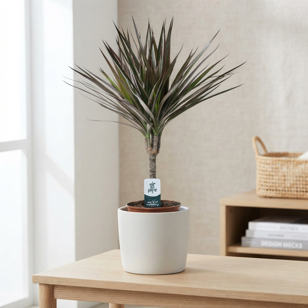 Dracaena Marginata Houseplant – 14cm Pot, 55cm High