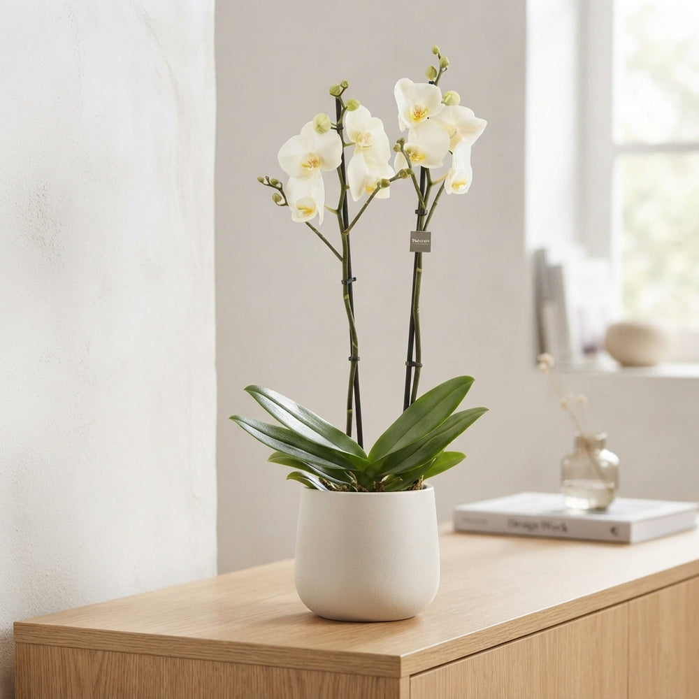 White Phalaenopsis Orchid – 2 Stem, 12cm Pot