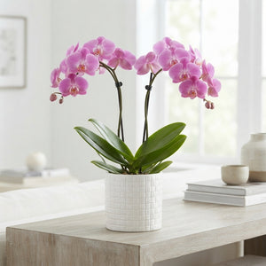 Pink Phalaenopsis Orchid – 9cm Pot, 30cm High