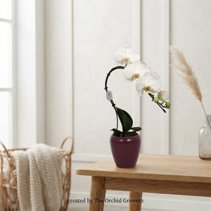White Phalaenopsis Orchid – 7cm Ceramic Pot