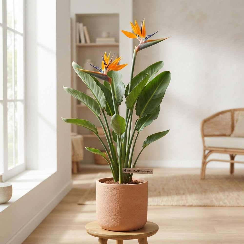 Bird of Paradise (Strelitzia reginae) – 40cm Pot