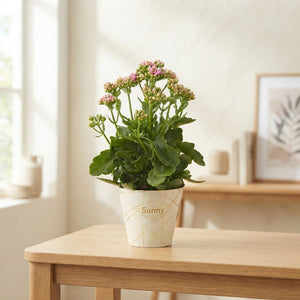 Pink Double Kalanchoe ‘Sunny Gracfull’ – 14cm Pot