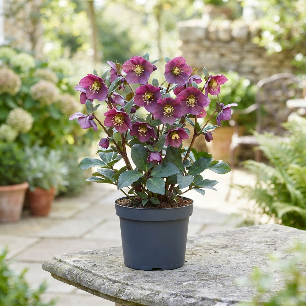 Purple Hellebore (Helleborus) – 17cm Pot