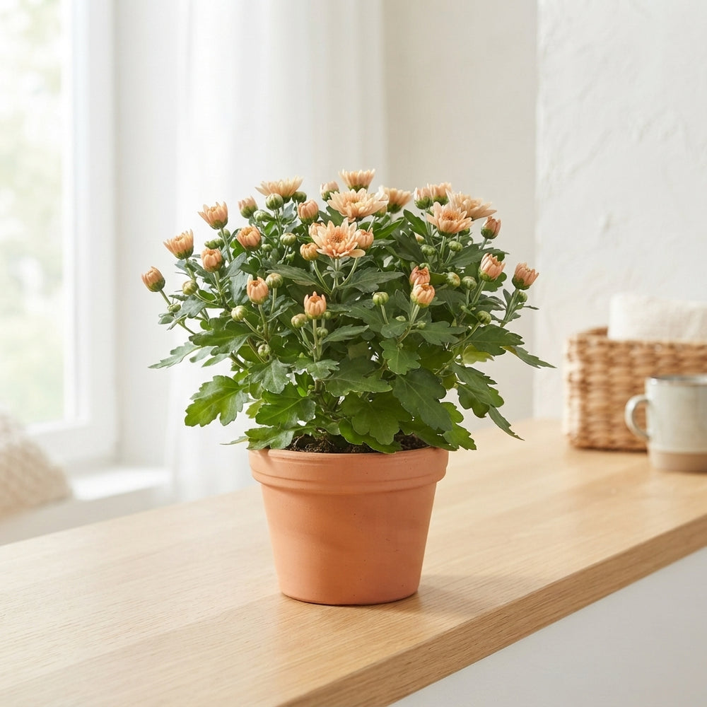 Peach Chrysanthemum – 10.5cm Pot